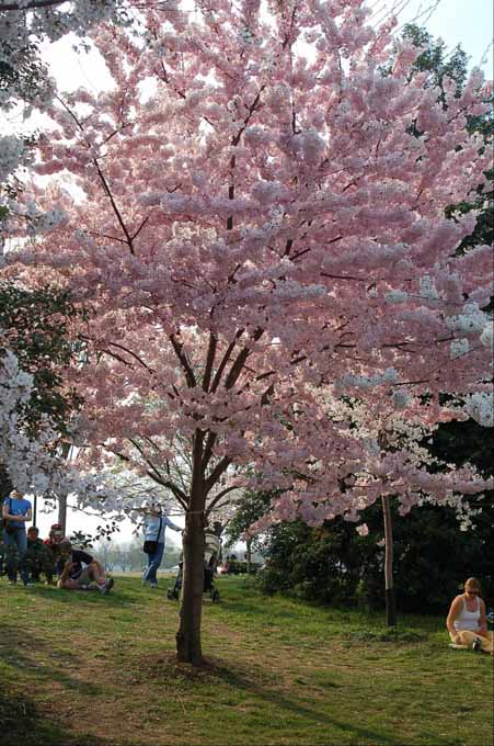 and a fine cherry tree it is