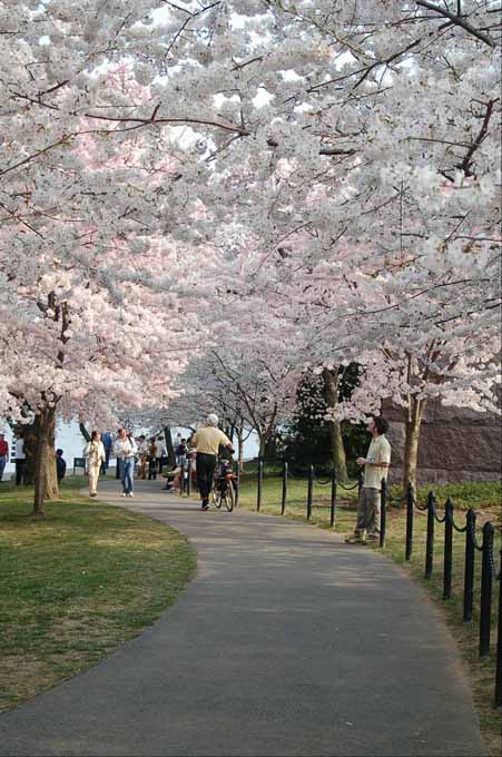 cherry blossoms around the tidal basin
