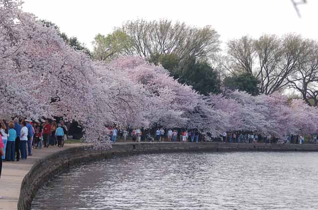 cherry blossoms around the tidal basin