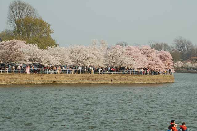 cherry blossoms around the tidal basin
