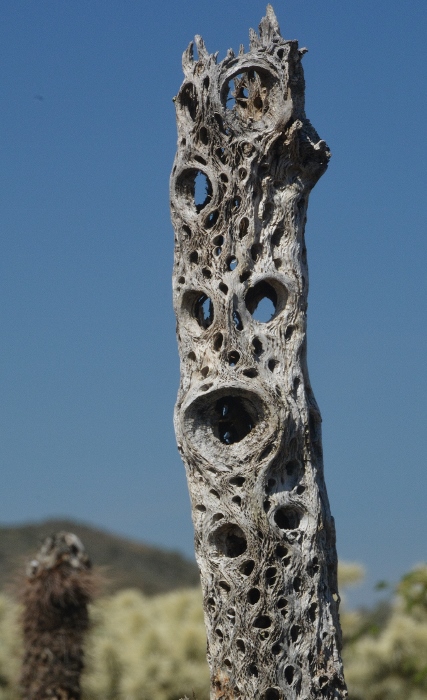 The Apache Wash Bike Trail