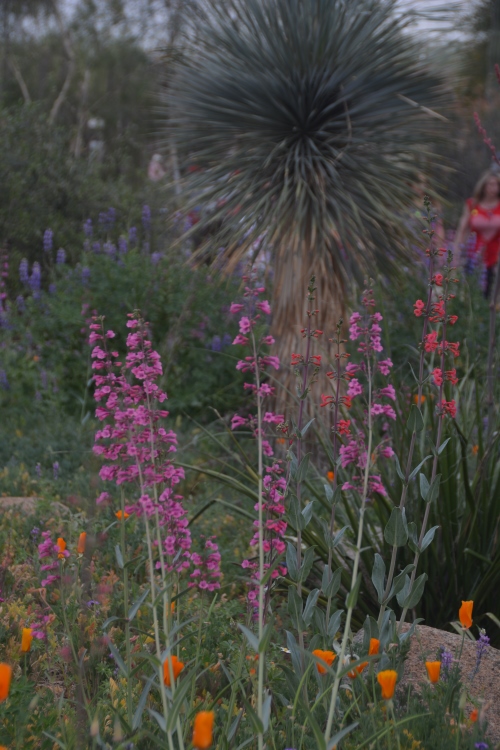 Desert Botanical Garden, Phoenix
