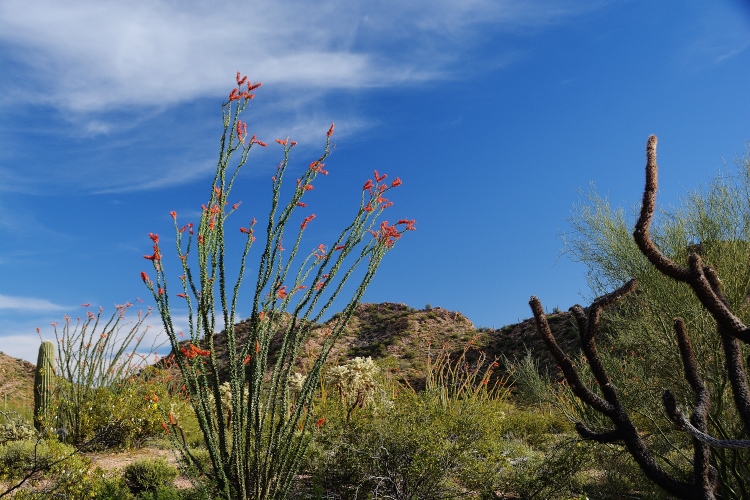 Organpipe superbloom