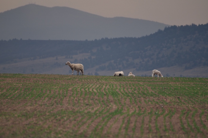 Alturas, CA