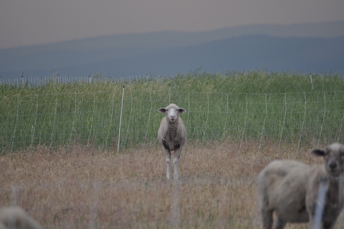 Alturas, CA