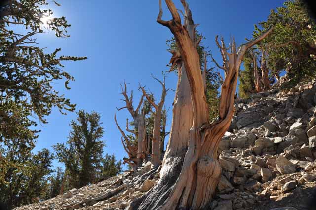 Bristlecone Pine Methuselah
