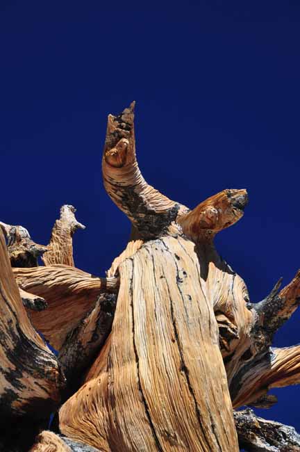 Bristlecone Pine Methuselah