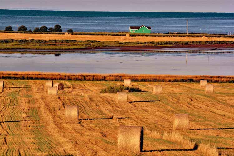 field of hay rolls