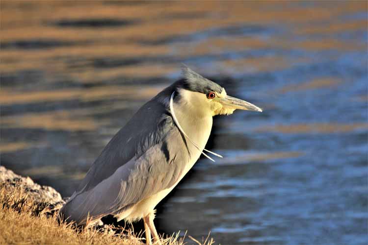night heron