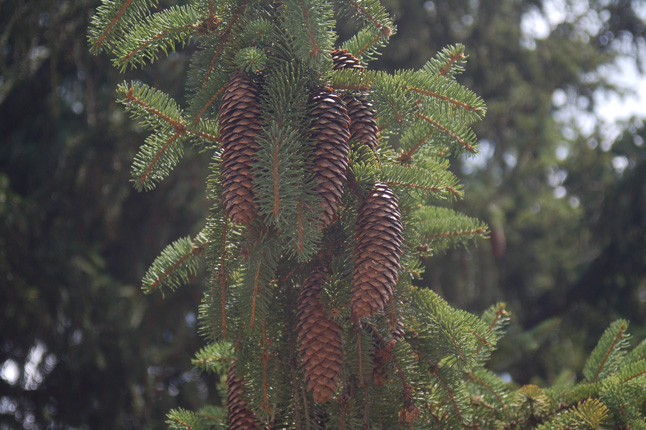 pretty pines