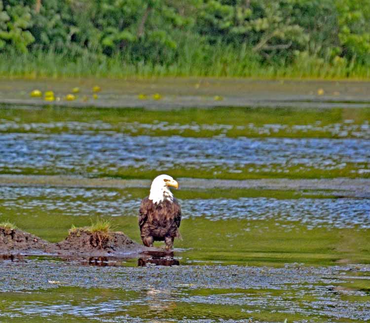 bald eagle