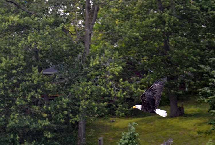bald eagle