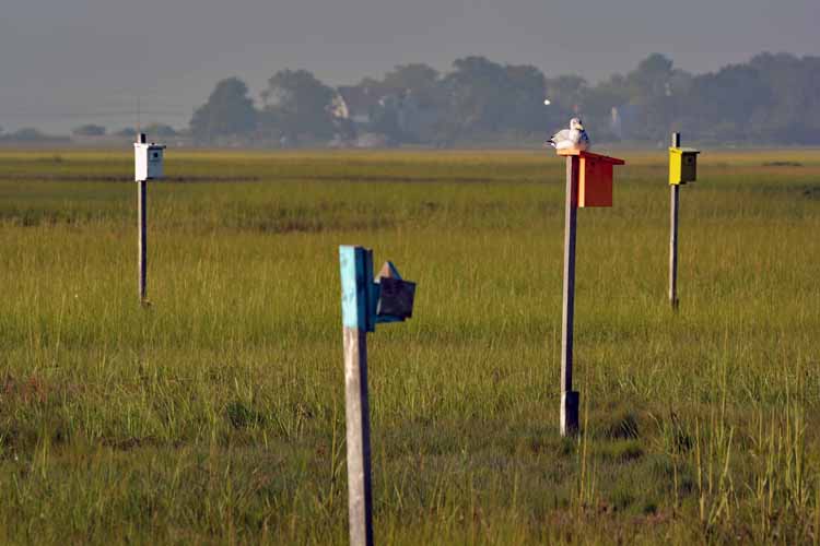 birdhouses