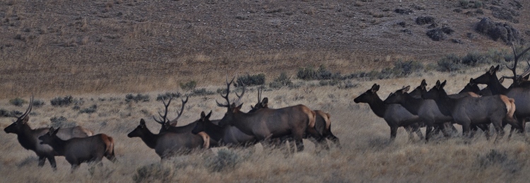 Herd of Elk in southeastern Oregon