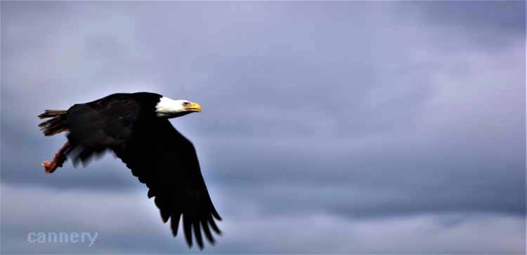 eagle with fish in talons