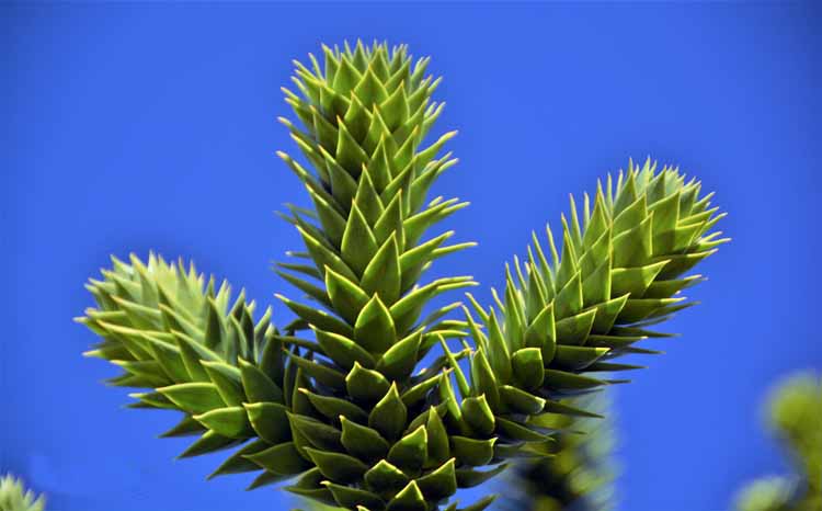 monkey puzzle tree