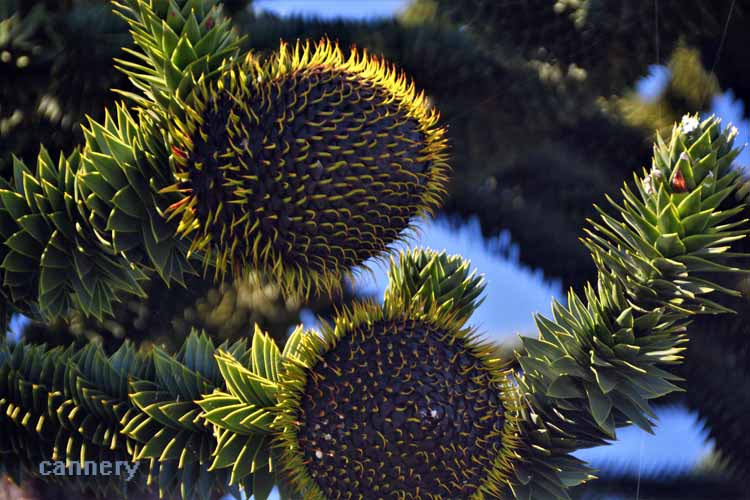 monkey puzzle tree blossoms