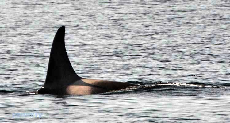 whale dorsal fin