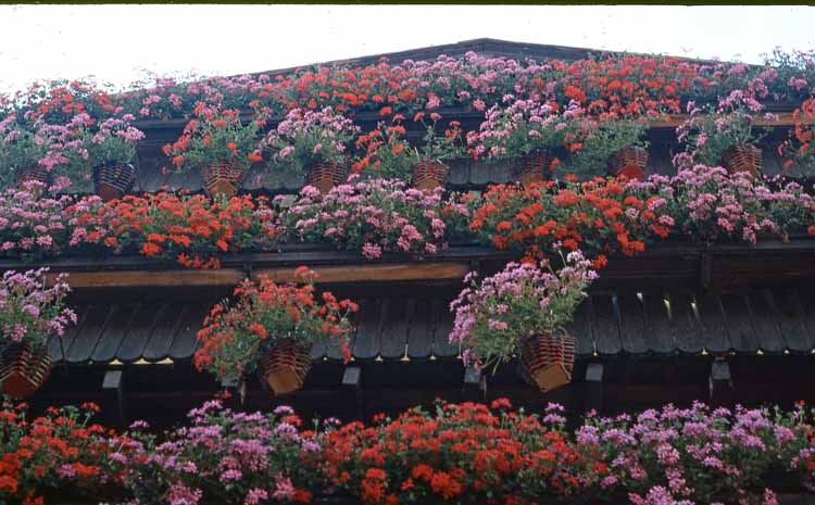 flower-bedecked house