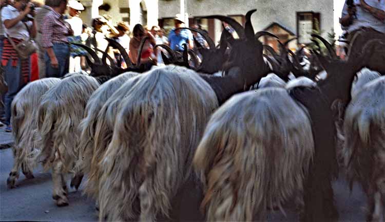 sheep on shopping street