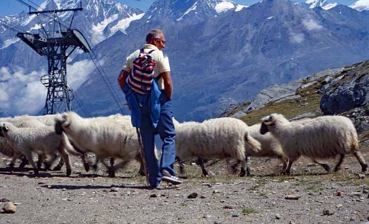 sheep on the trail