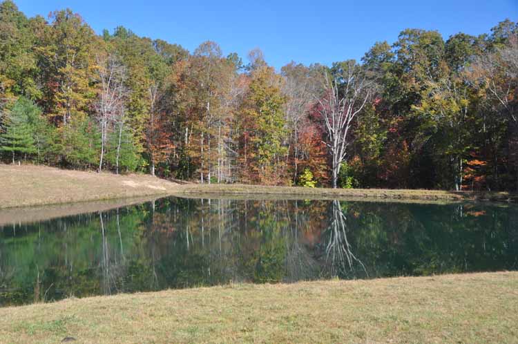 pond and autumn trees