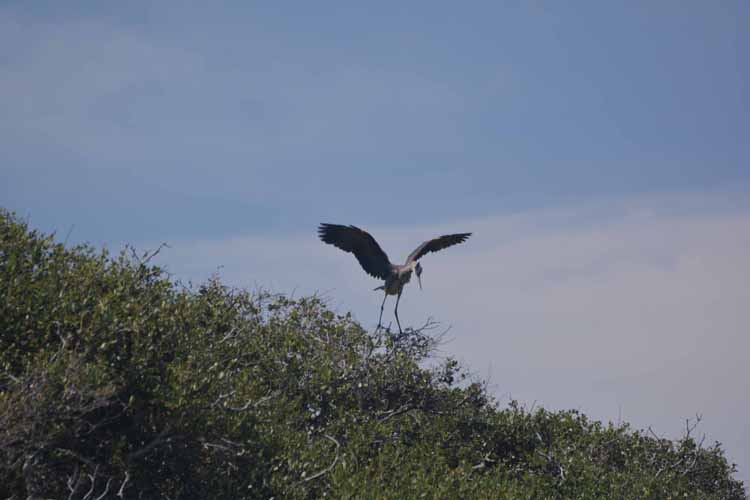 blue heron in tree